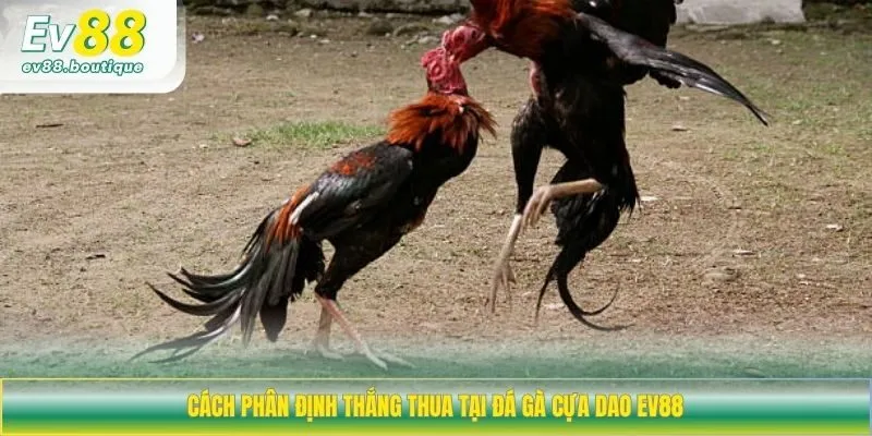 Cách phân định thắng thua tại đá gà cựa dao EV88