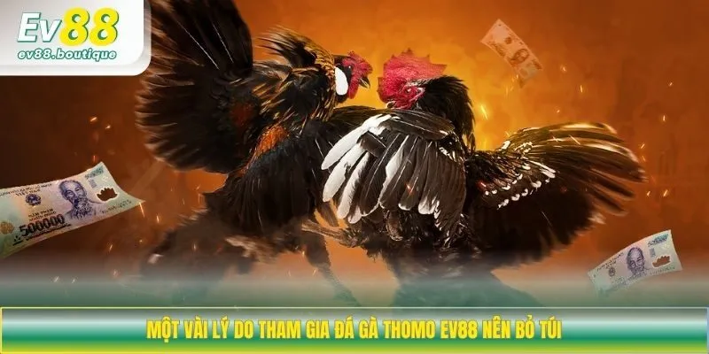 Một vài lý do tham gia đá gà Thomo EV88 nên bỏ túi