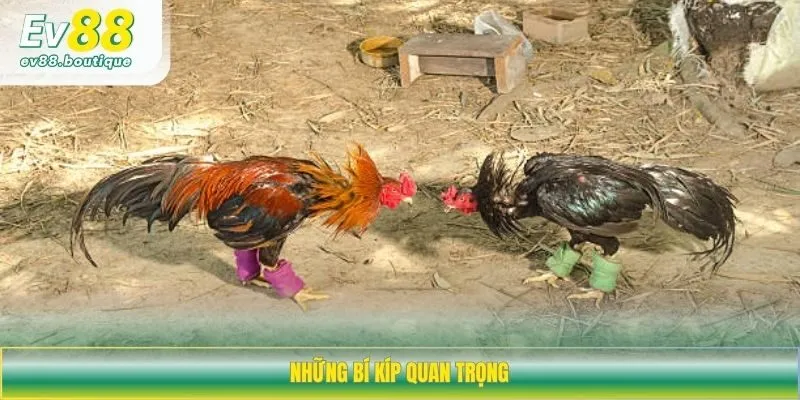 Những bí kíp quan trọng
