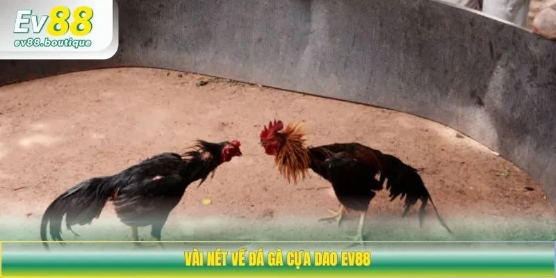 Vài nét về đá gà cựa dao EV88